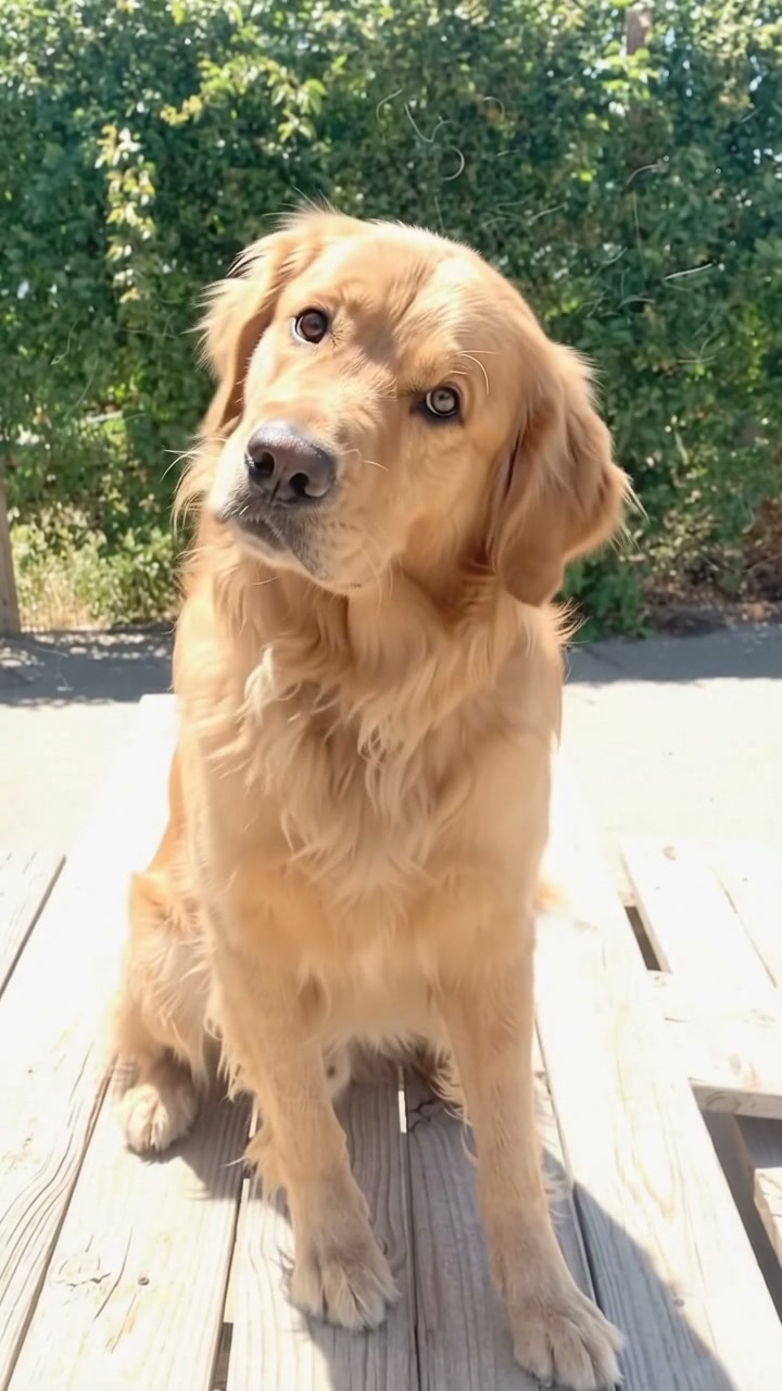 Golden retriever on a sunlit deck