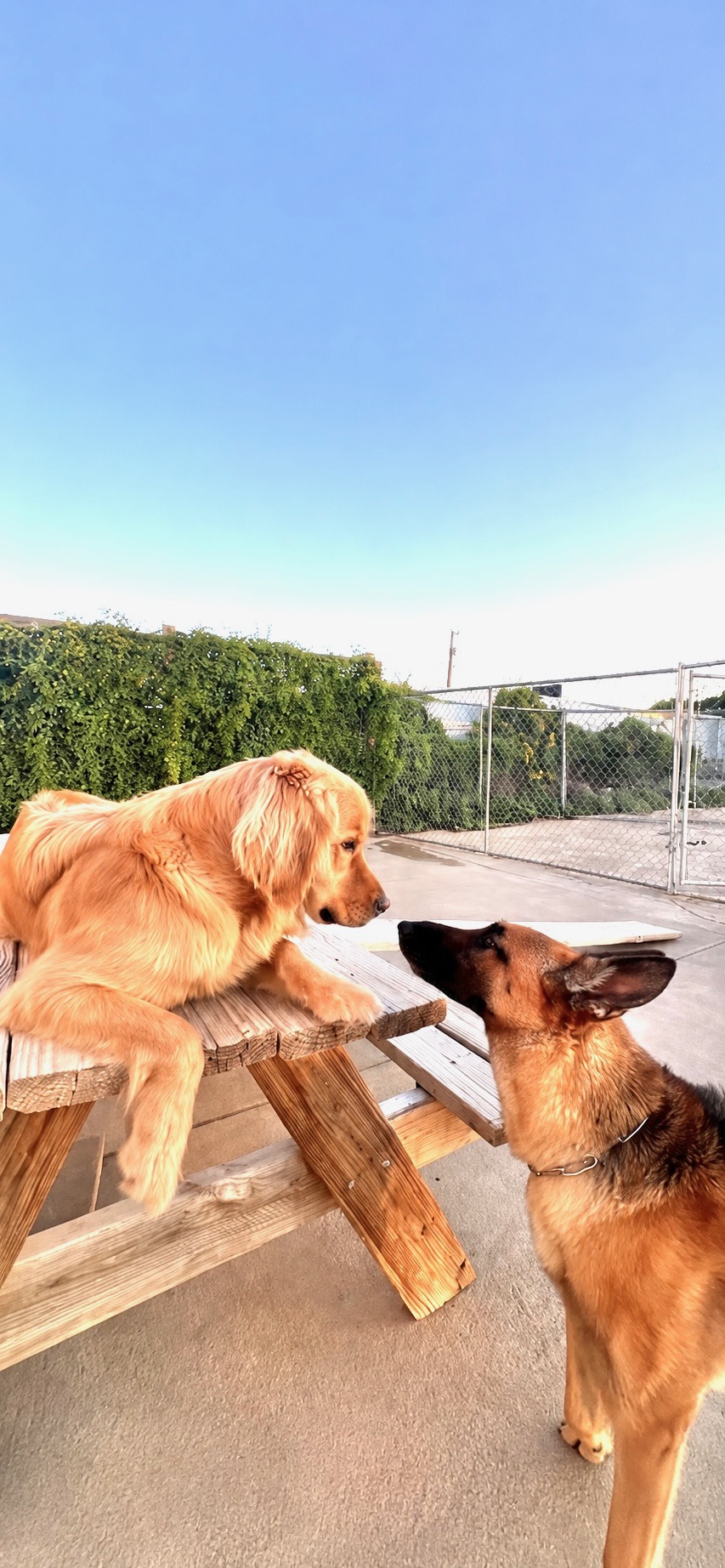 Two dogs greeting across a picnic table outdoors
