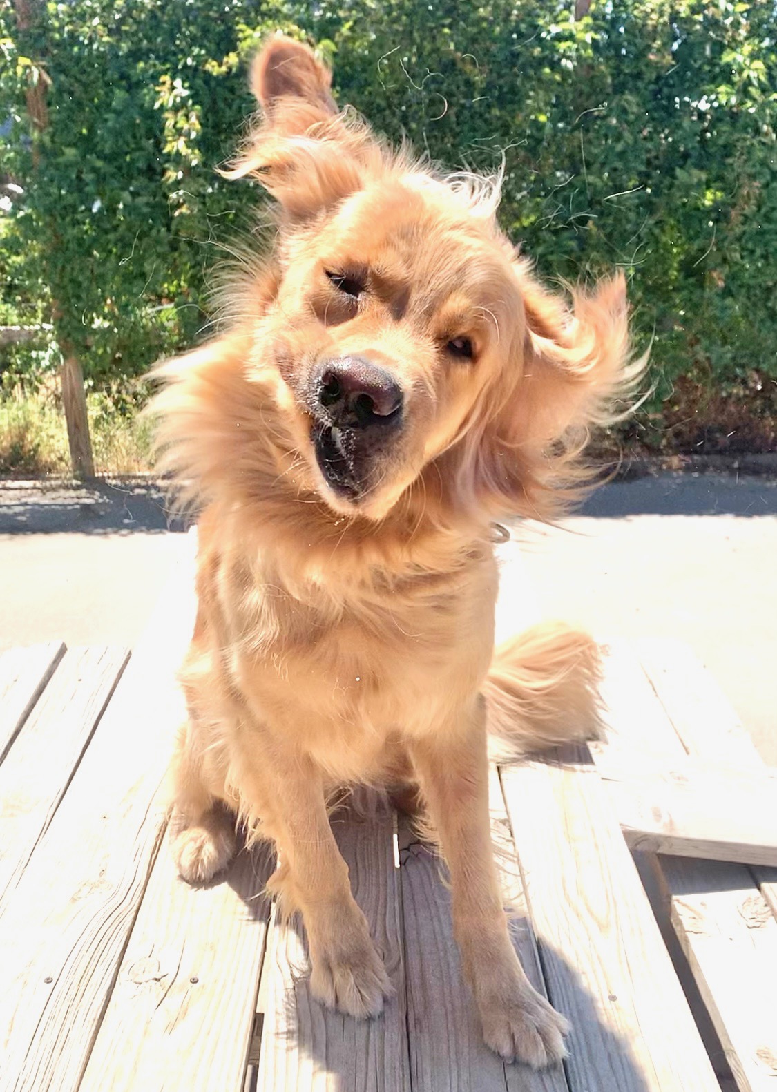 Golden retriever outdoors with windblown ears
