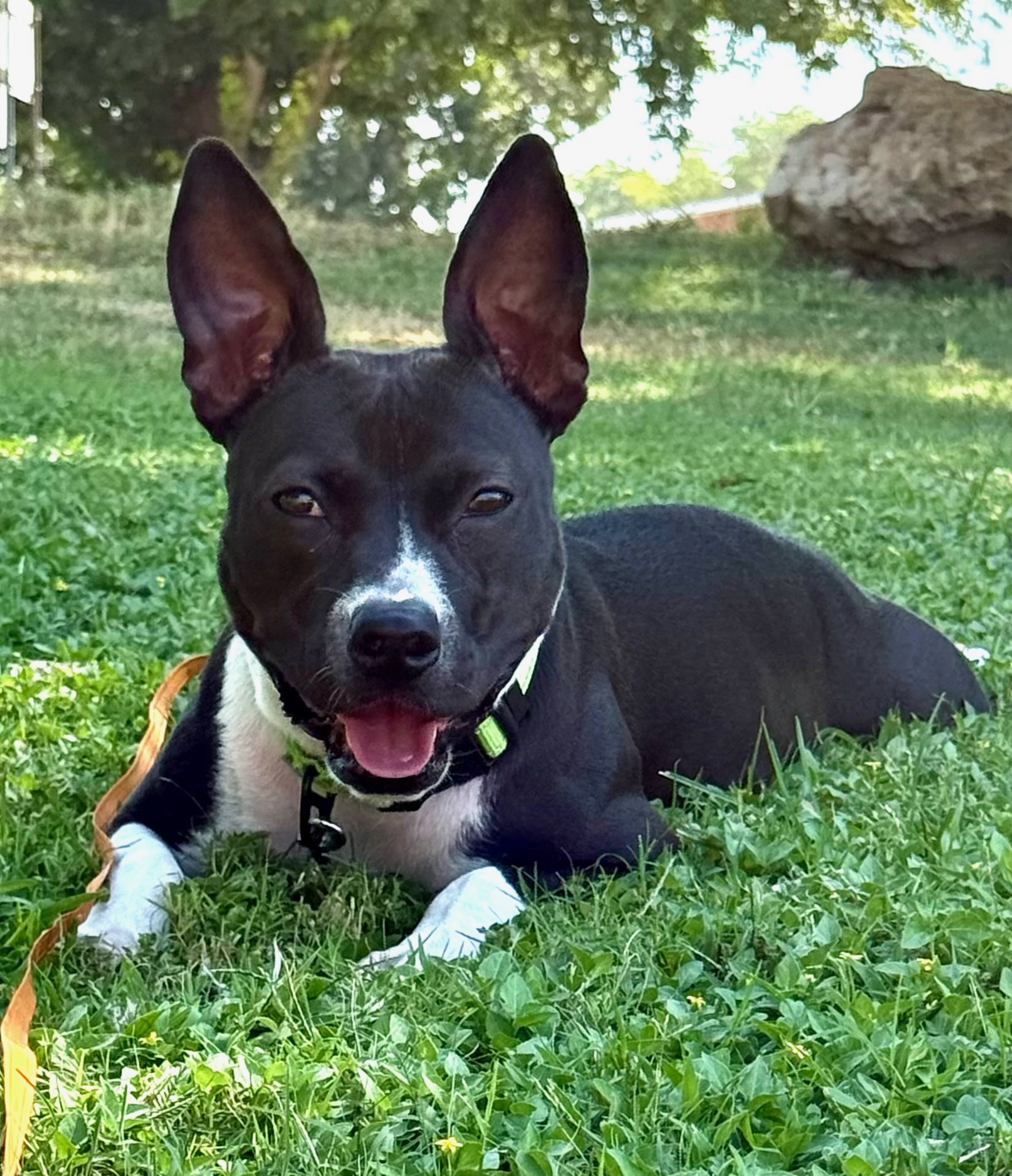 Black and white dog standing in grass