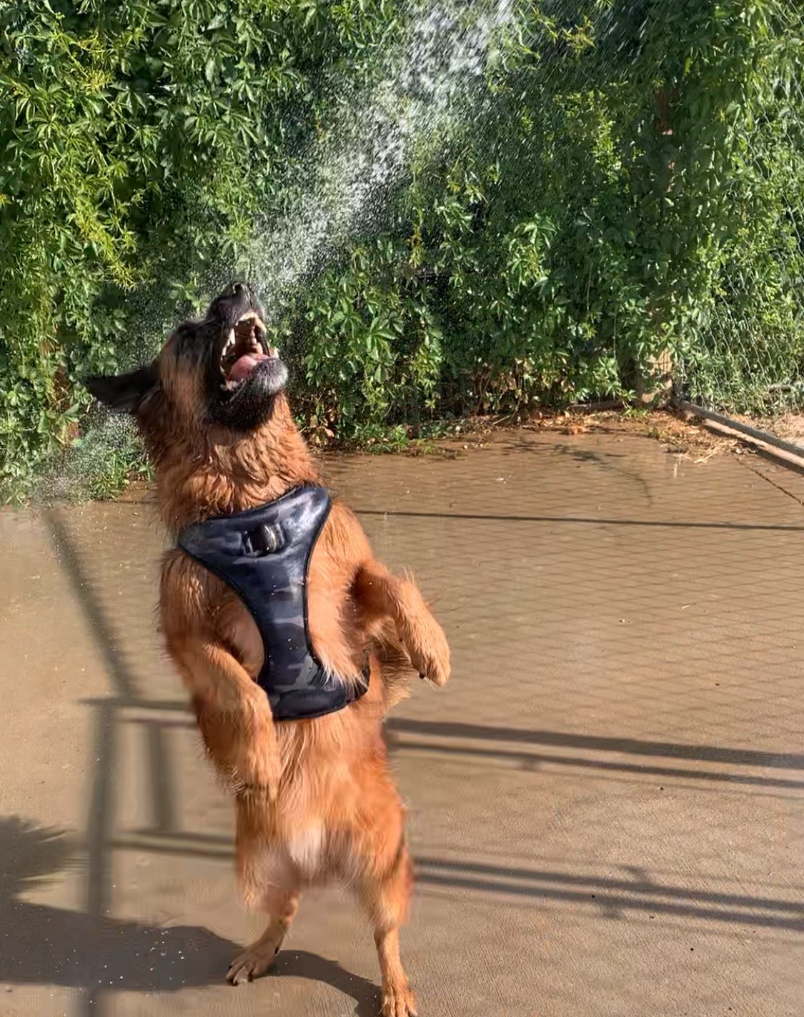 German shepherd standing in shallow water